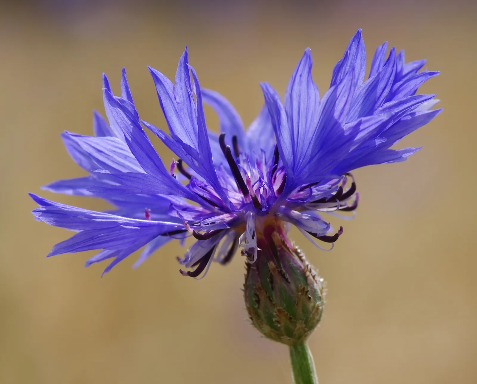 Cornflower, Bachelor's Button (Centaurea Cyanus) — especially during dry periods