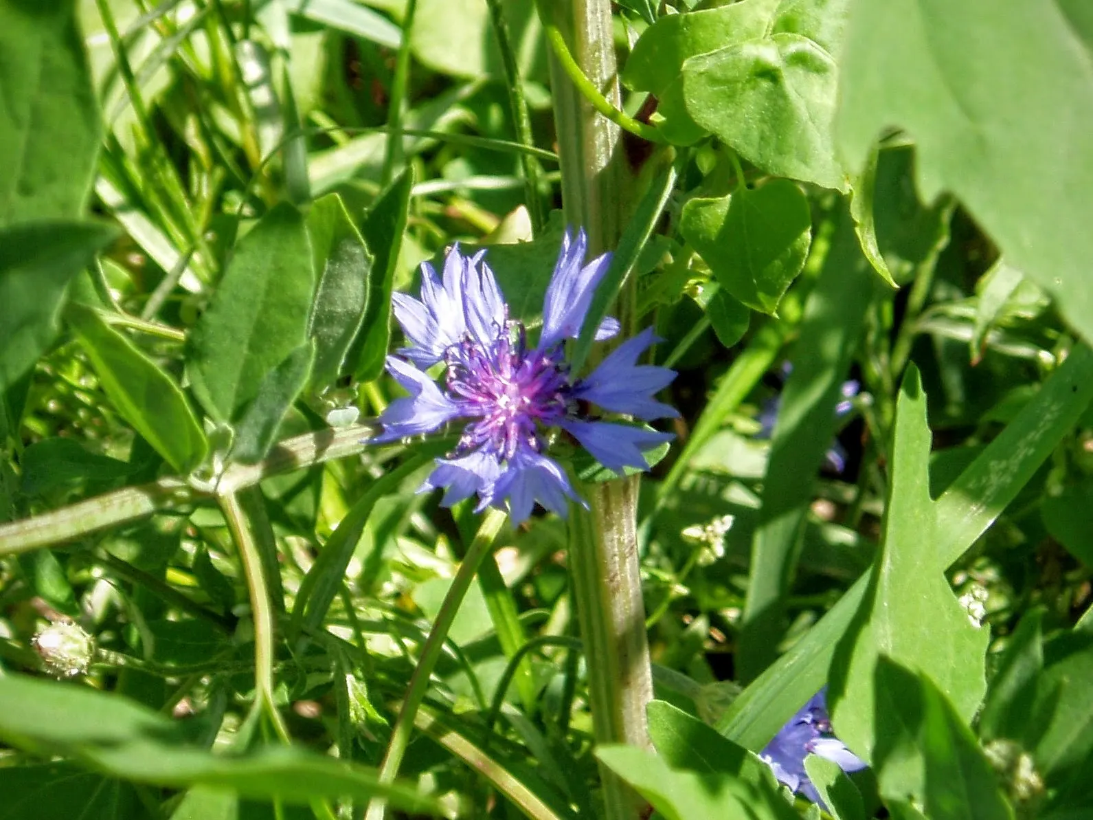 Cornflower, Bachelor's Button (Centaurea Cyanus) — It boasts vibrant blue blooms from May to August