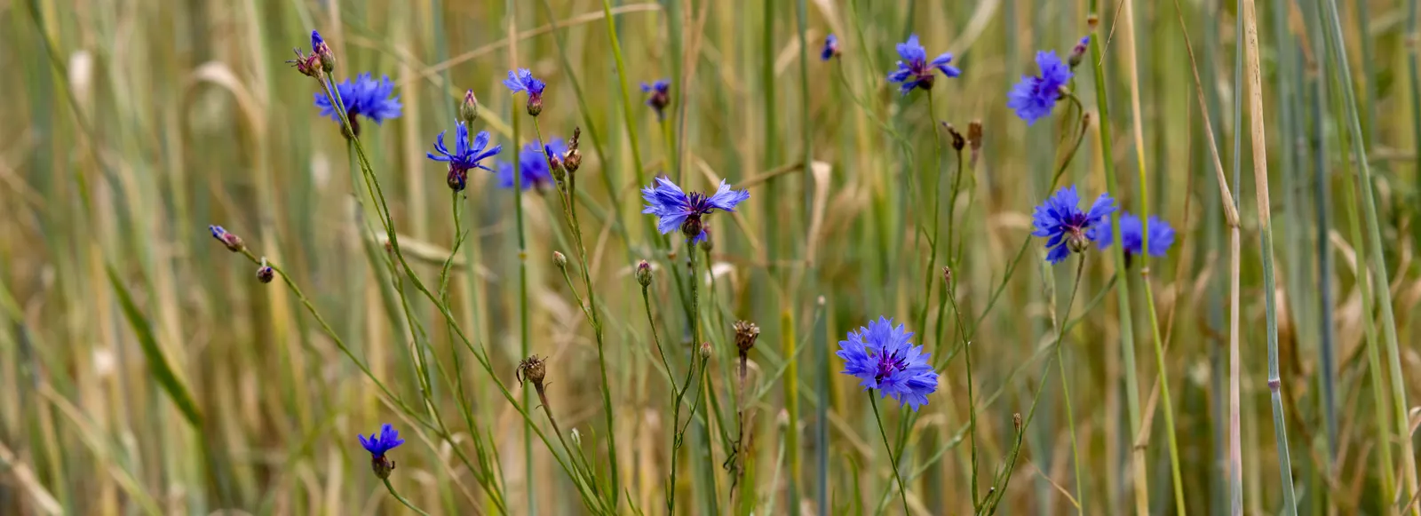 Cornflower, Bachelor's Button (Centaurea Cyanus) — offering a prolonged display of color through the season.<br><br>Preferring full sun exposure, image 92