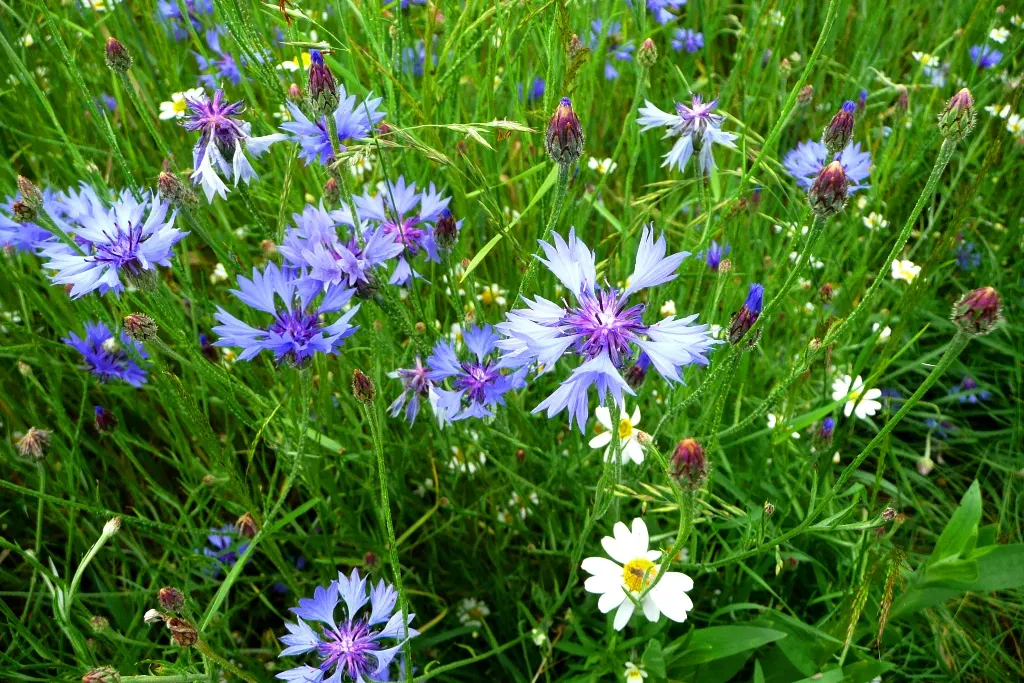 Cornflower, Bachelor's Button (Centaurea Cyanus) — fringed flower heads that can span 1 to 1.5 inches in diameter; it boasts vibrant blue blooms, image 90
