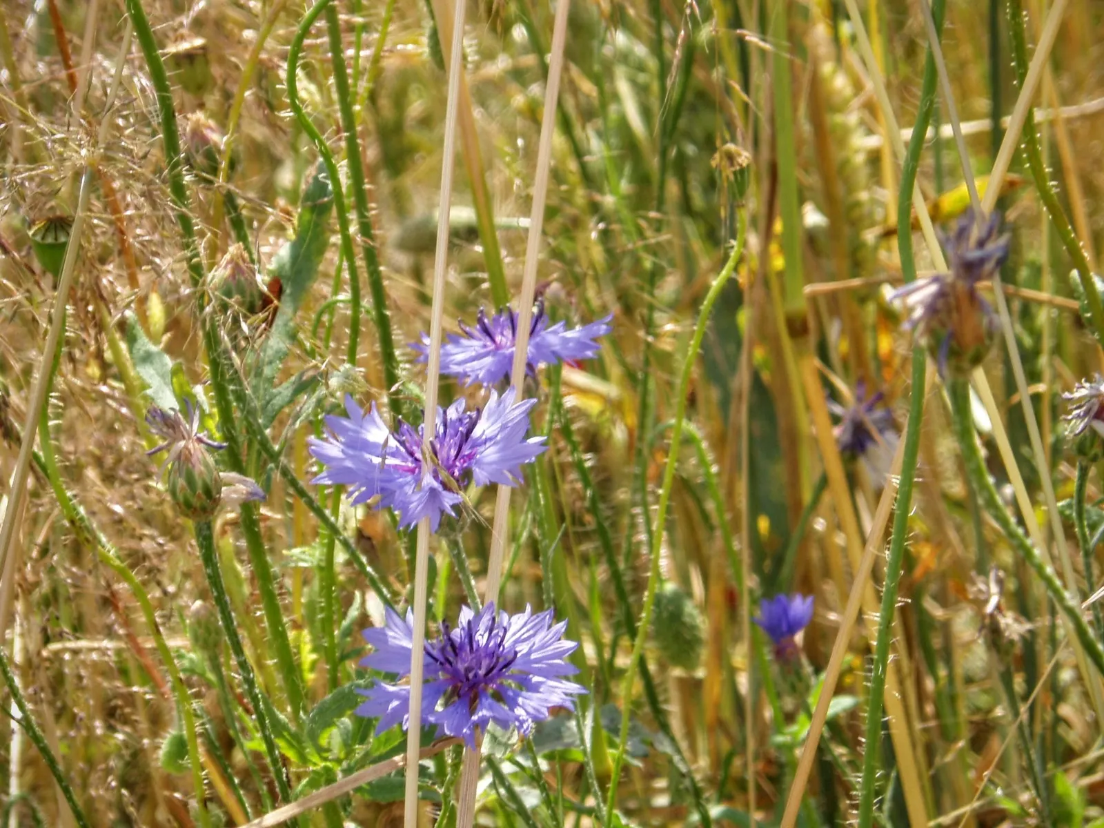 Cornflower, Bachelor's Button (Centaurea Cyanus) — making them suitable for a variety of garden settings; they are fairly drought tolerant once, image 88
