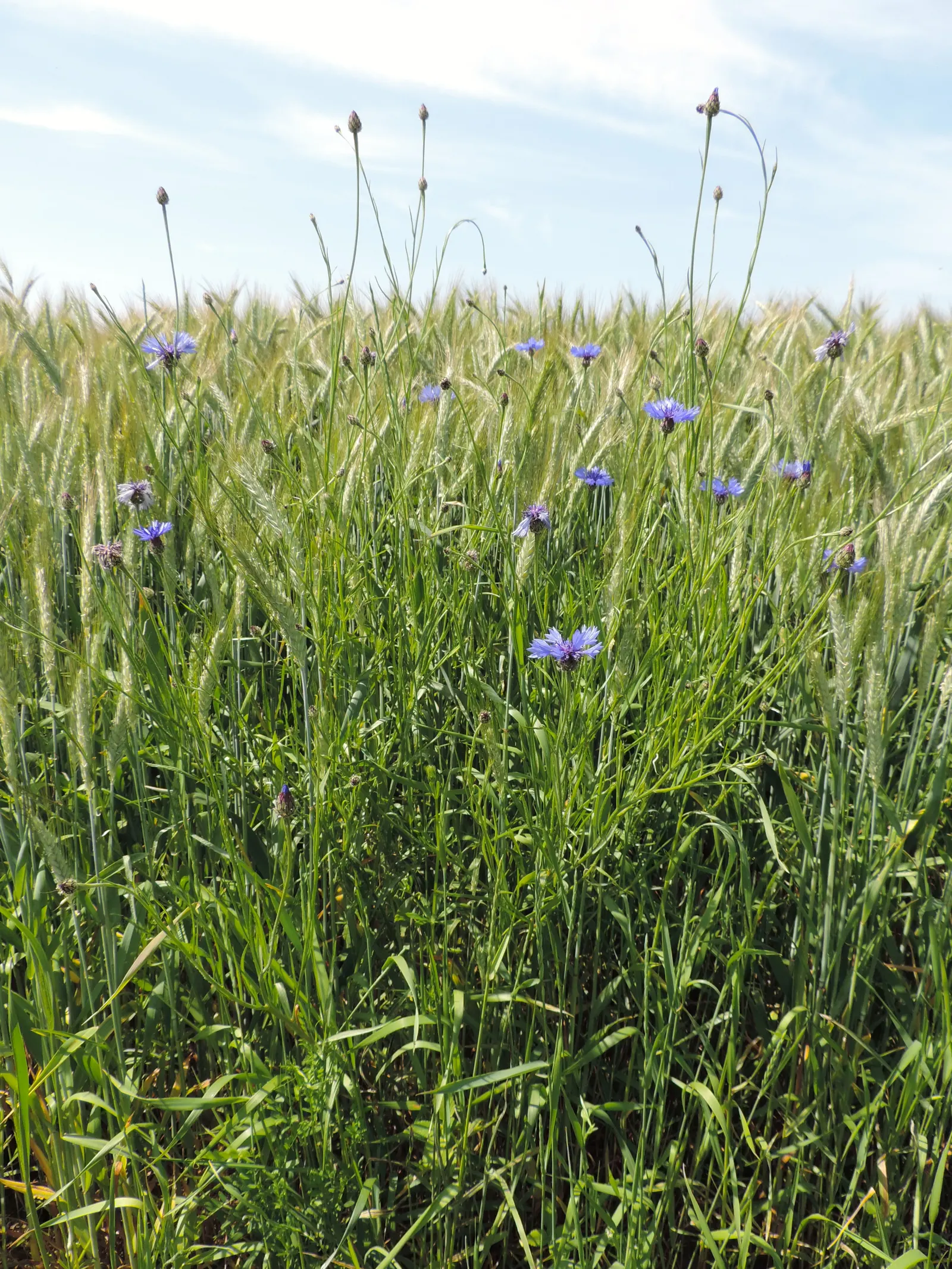 Cornflower, Bachelor's Button (Centaurea Cyanus) — making them suitable for a variety of garden settings; they are fairly drought tolerant once established