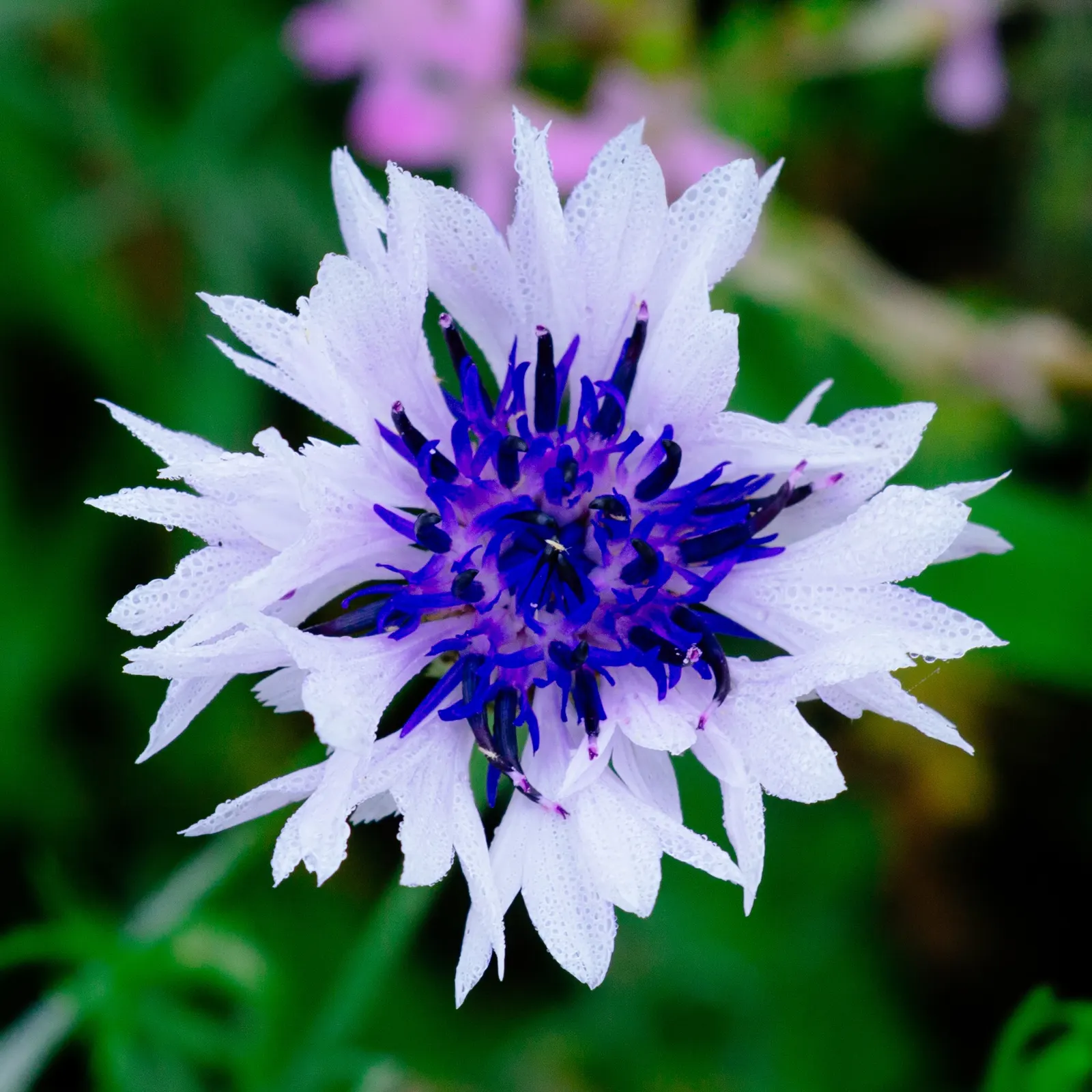 Cornflower, Bachelor's Button (Centaurea Cyanus) — This drought-tolerant species attracts pollinators with its nectar-rich flowers; making it ideal for meadows