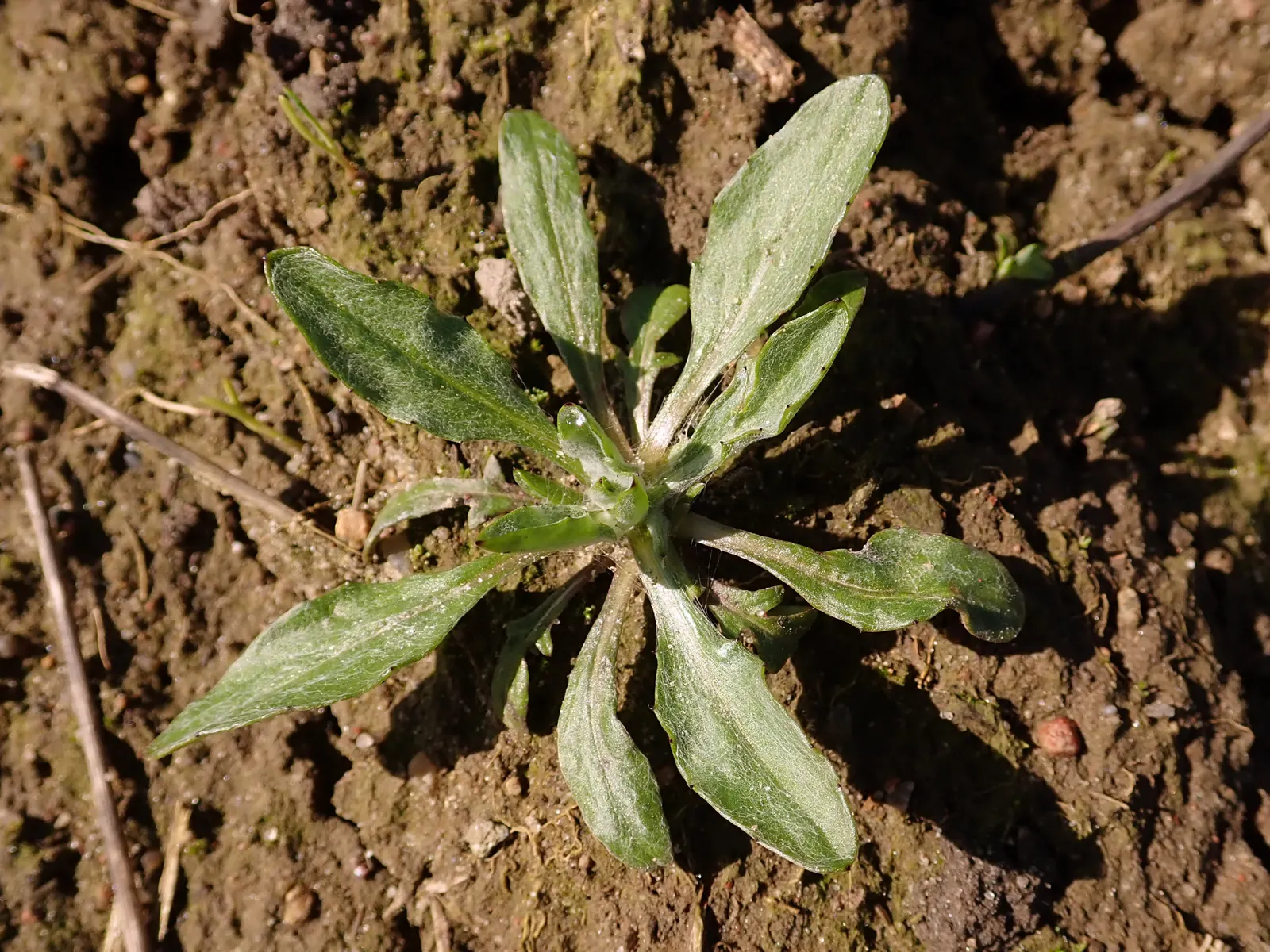 Cornflower, Bachelor's Button (Centaurea Cyanus) — It boasts vibrant blue blooms from May to August; enhancing the biodiversity in a landscape, image 81