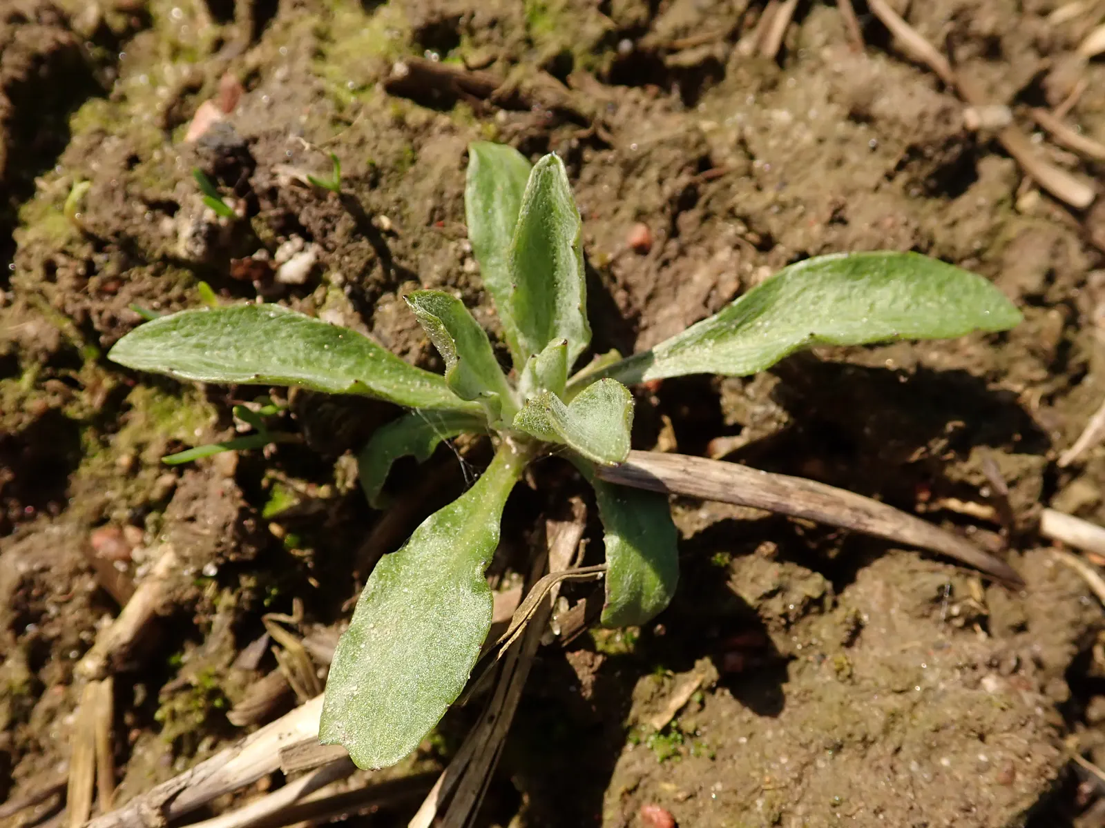 Cornflower, Bachelor's Button (Centaurea Cyanus) — Well-draining soil is essential for optimal growth; accommodating a wide array of climate, image 85