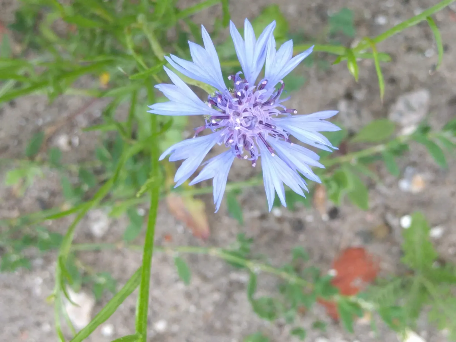 Cornflower, Bachelor's Button (Centaurea Cyanus) — fringed flower heads that can span 1 to 1.5 inches in diameter; it boasts vibrant blue blooms from May to