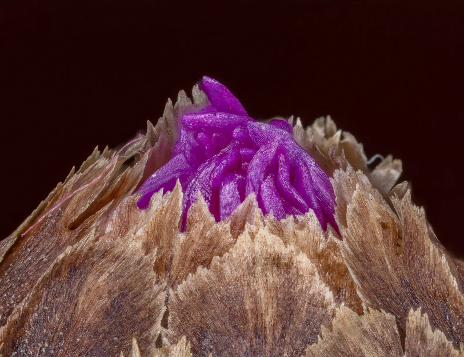 Cornflower, Bachelor's Button (Centaurea Cyanus) — annual / shrub for full; especially during dry periods, image 78
