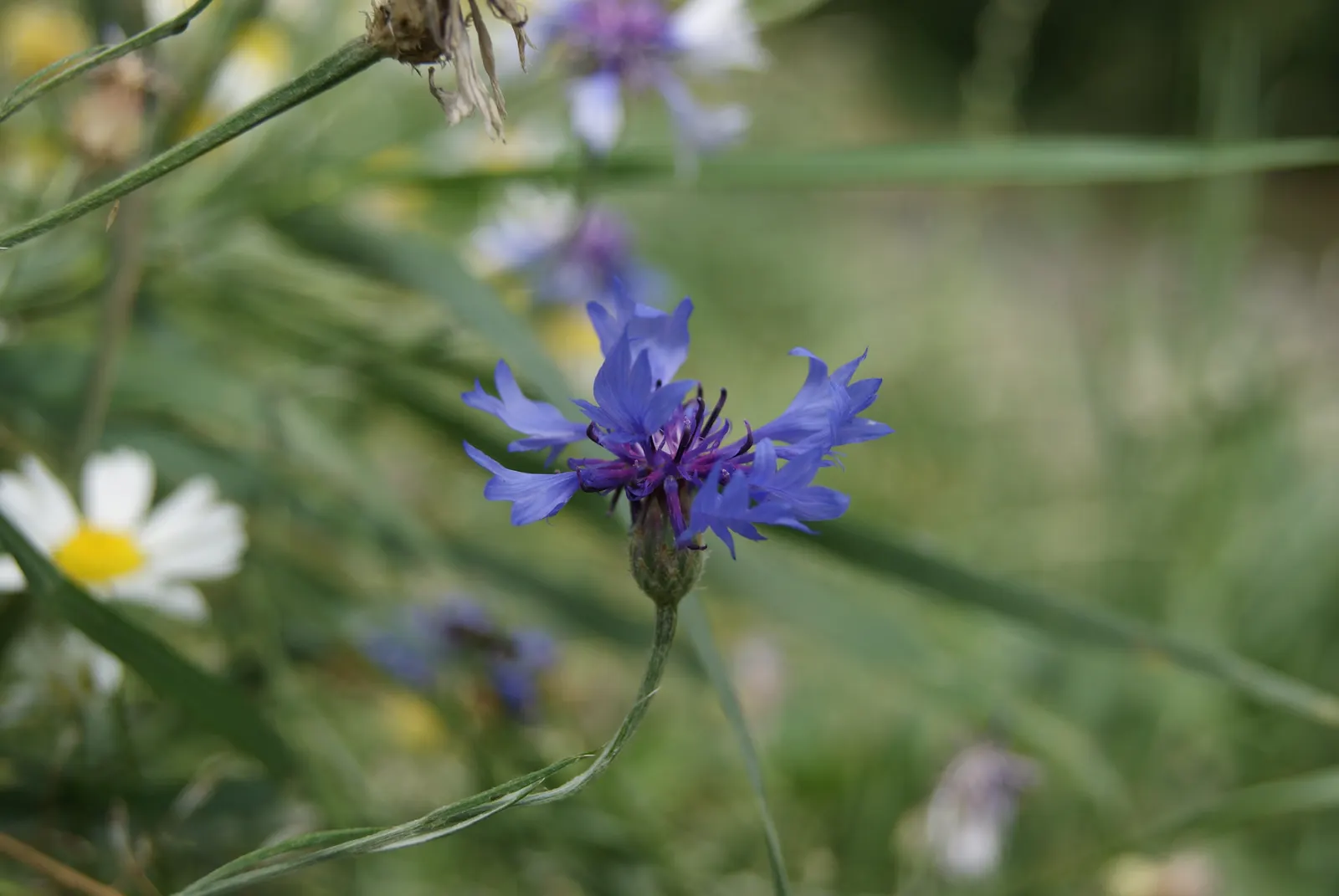Cornflower, Bachelor's Button (Centaurea Cyanus) — Well-draining soil is essential for optimal growth