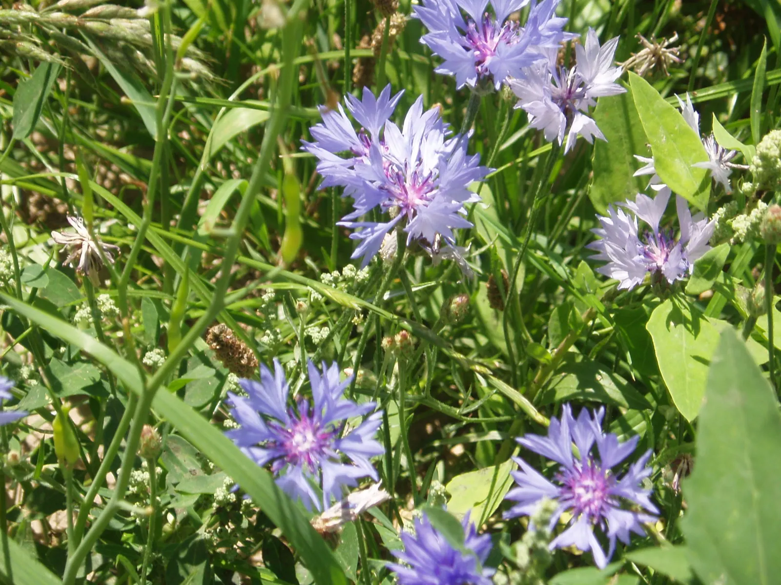 Cornflower, Bachelor's Button (Centaurea Cyanus) — This drought-tolerant species attracts pollinators with its nectar-rich flowers; making it ideal, image 83