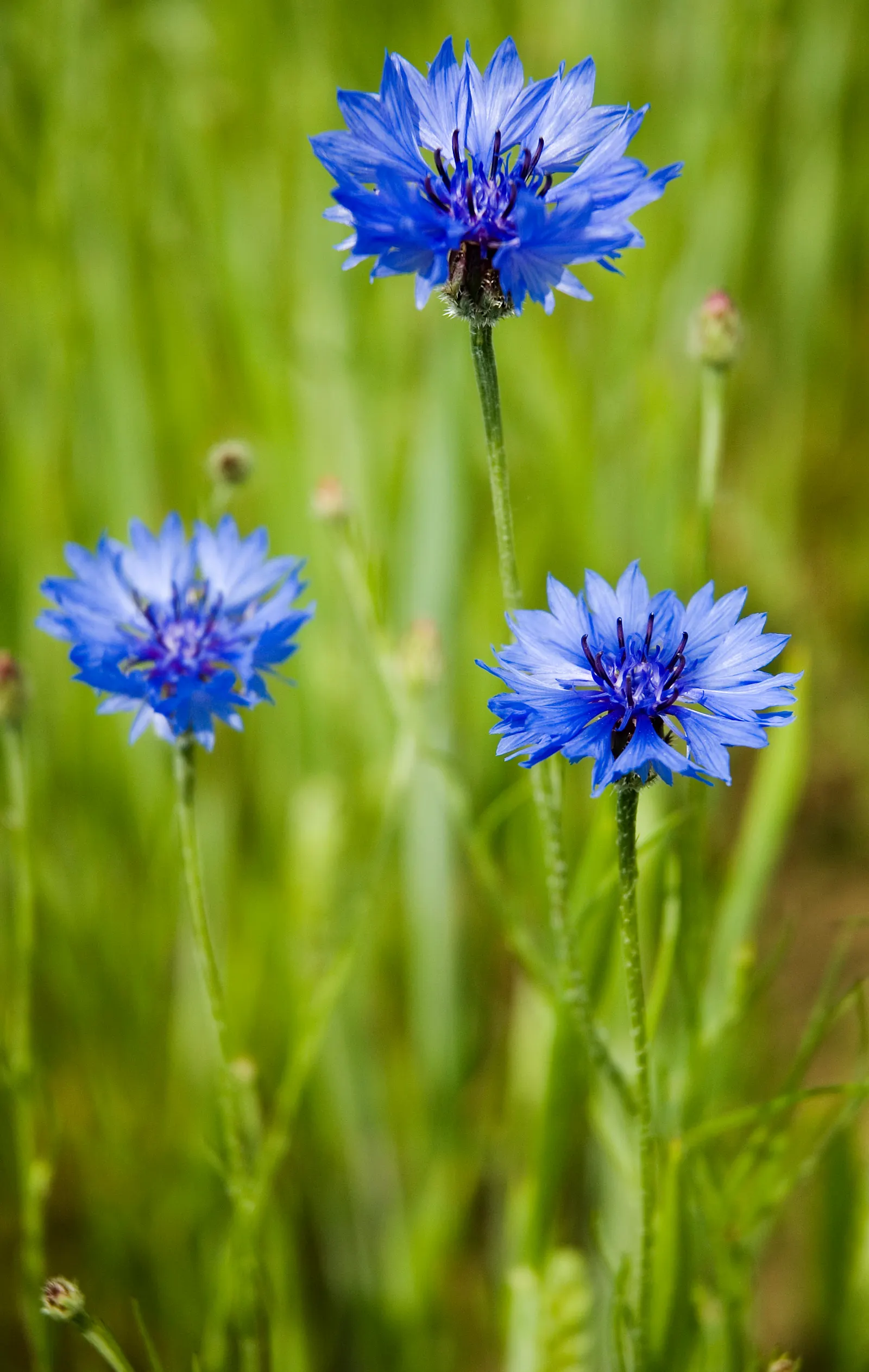Cornflower, Bachelor's Button (Centaurea Cyanus) — Use them to create a quaint cottage garden aesthetic