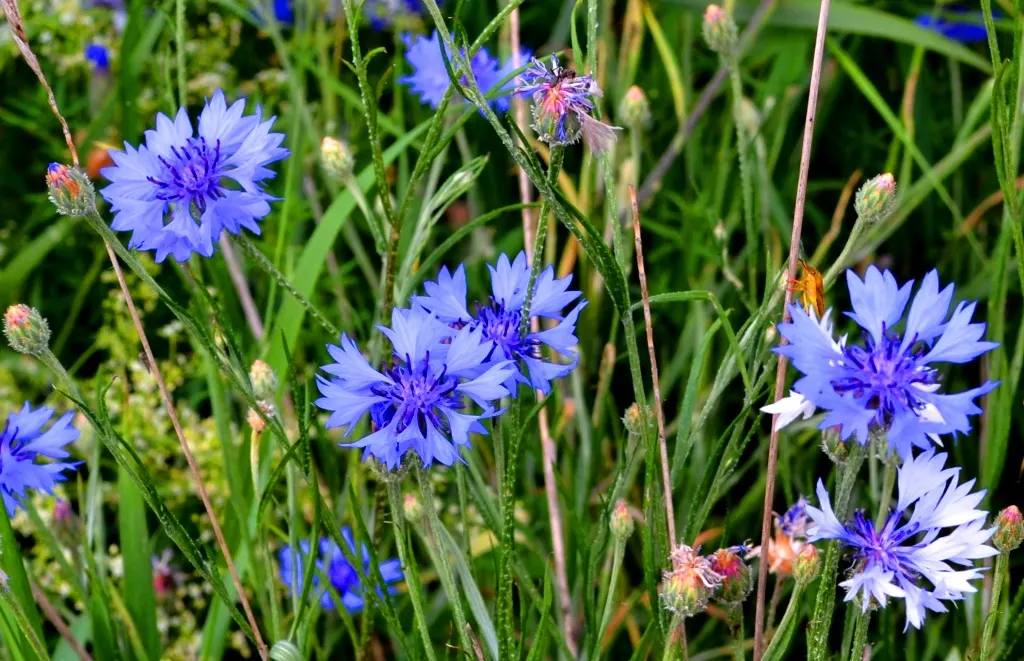 Cornflower, Bachelor's Button (Centaurea Cyanus) — known commonly as the Cornflower or Bachelor's Button; known as Cornflower or Bachelor's Button, image 86
