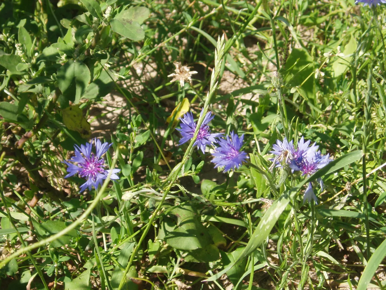Cornflower, Bachelor's Button (Centaurea Cyanus) — This drought-tolerant species attracts pollinators with its nectar-rich flowers