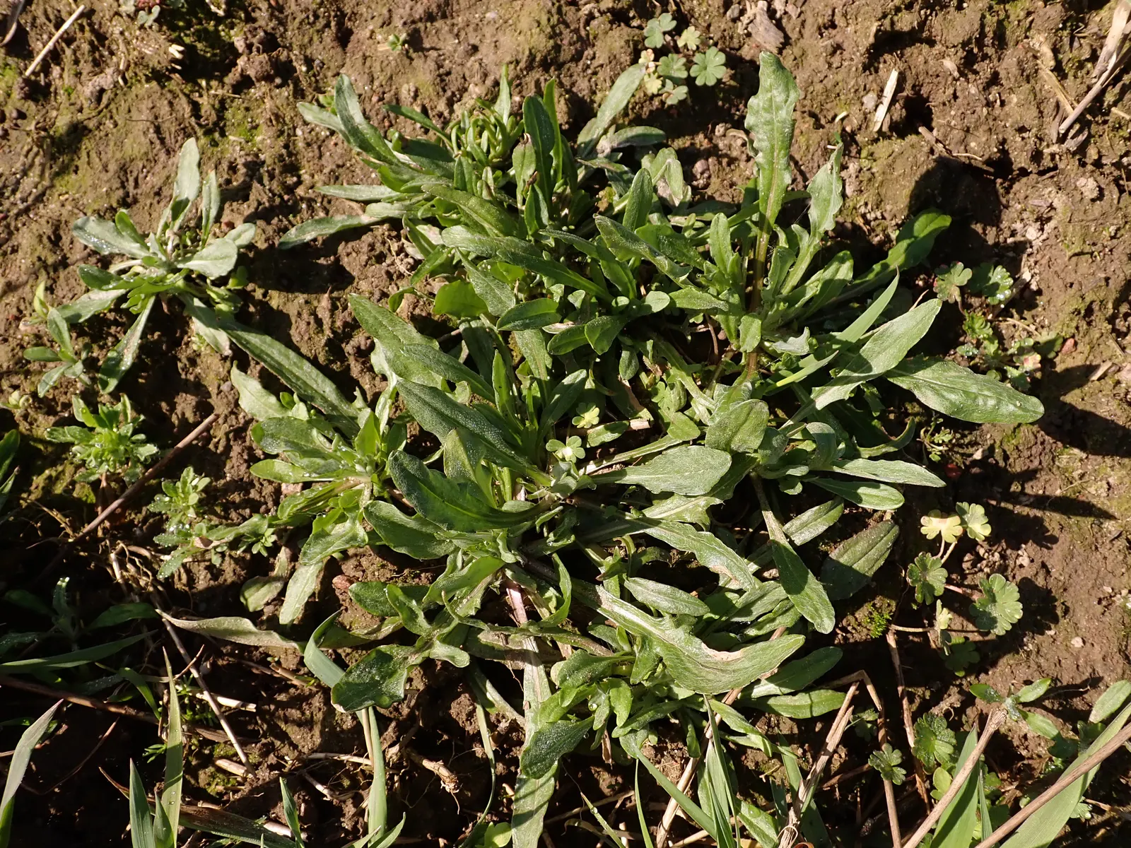 Cornflower, Bachelor's Button (Centaurea Cyanus) — fringed flower heads that can span 1 to 1.5 inches in diameter