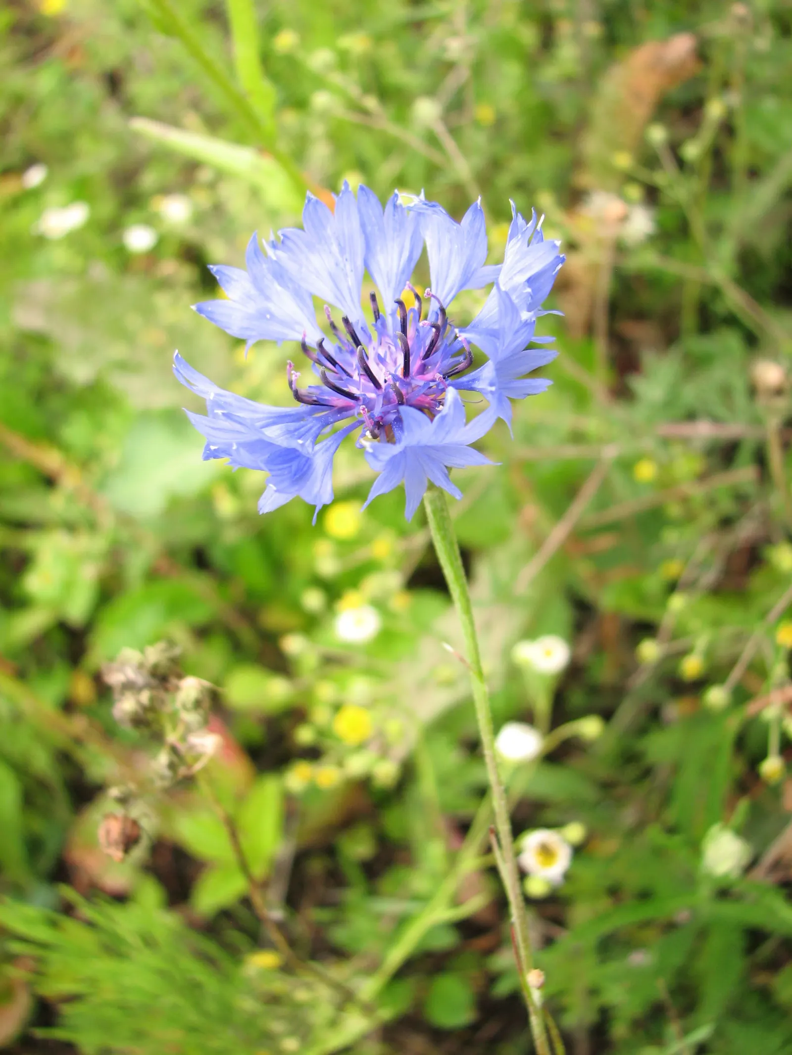 Cornflower, Bachelor's Button (Centaurea Cyanus) — offering a prolonged display of color through the season.<br><br>Preferring full sun exposure