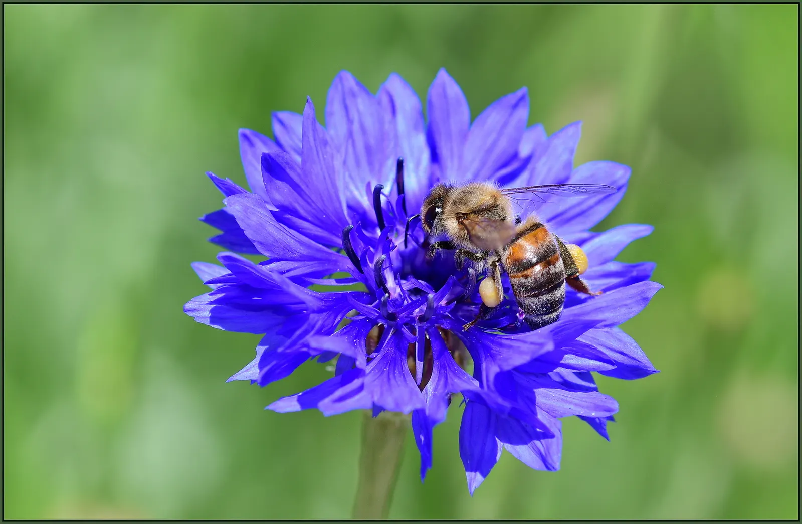 Cornflower, Bachelor's Button (Centaurea Cyanus) — annual / shrub with blue blooms; making them ideal for xeriscaping and gardeners seeking, image 103