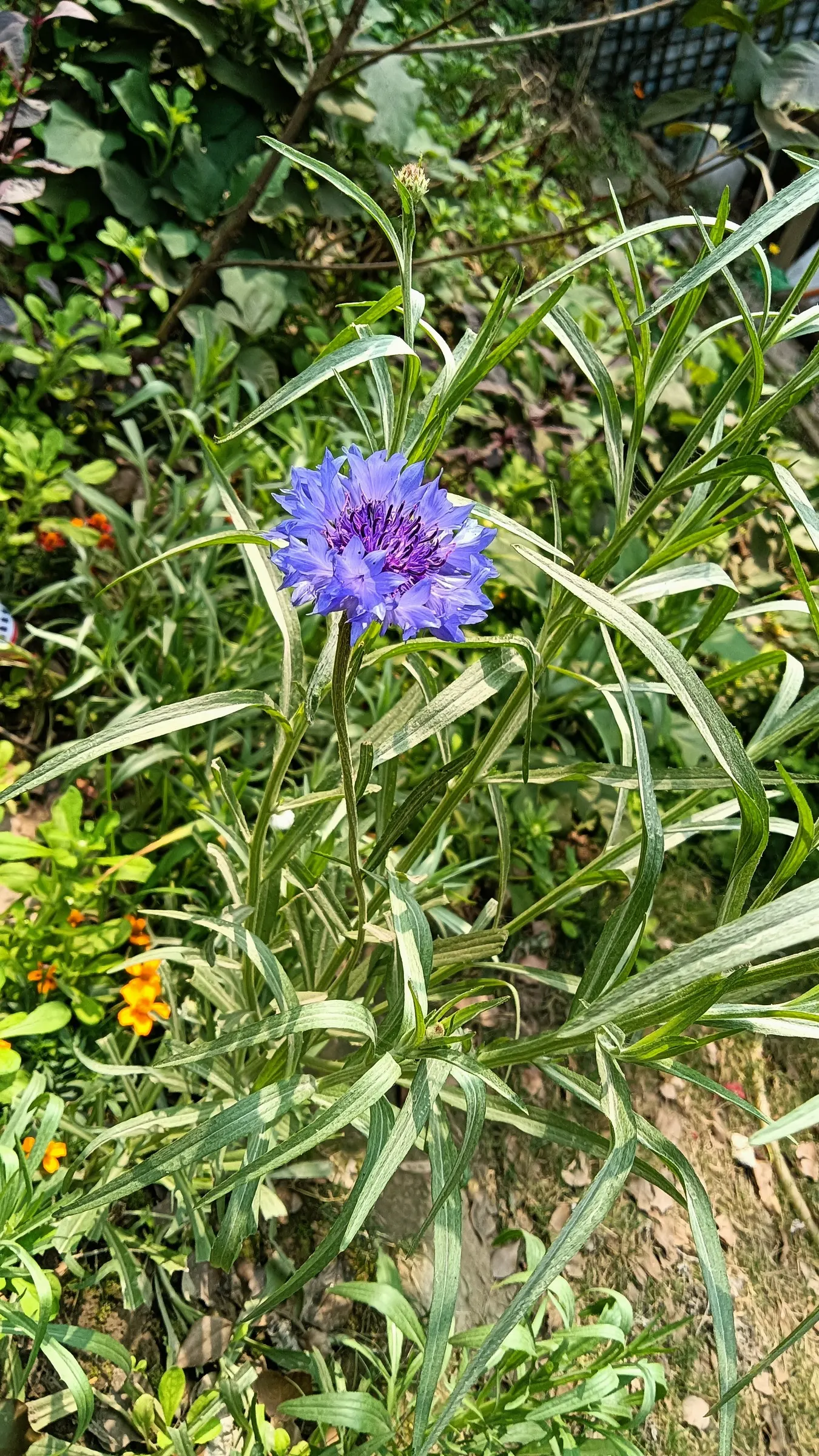 Cornflower, Bachelor's Button (Centaurea Cyanus) — annual / shrub for full; especially during dry periods, image 104