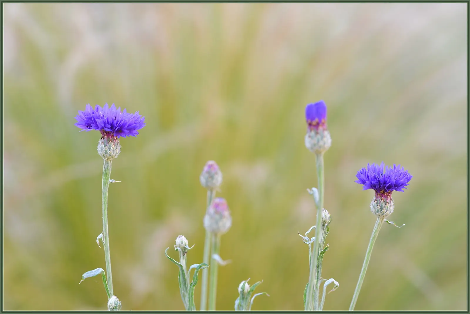 Cornflower, Bachelor's Button (Centaurea Cyanus) — especially during dry periods; is an annual flowering plant reaching up to 2.5 to 3 feet in, image 101