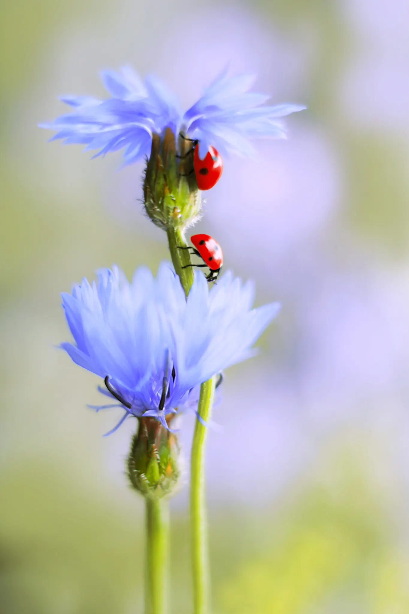 Cornflower, Bachelor's Button (Centaurea Cyanus) — enhancing the biodiversity in a landscape; use them to create a quaint cottage garden aesthetic