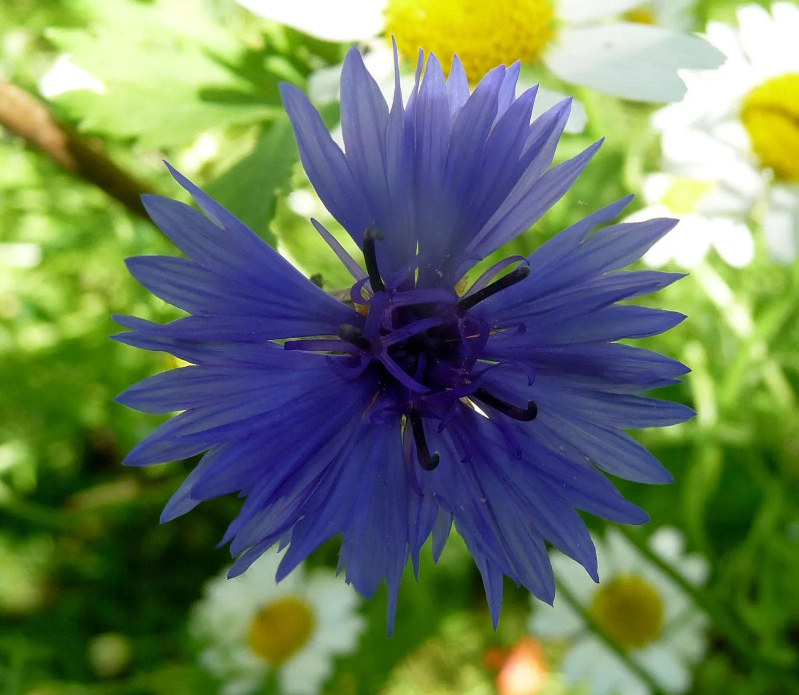Cornflower, Bachelor's Button (Centaurea Cyanus) — making it ideal for meadows and informal garden settings; these blooms appear in late spring to, image 58