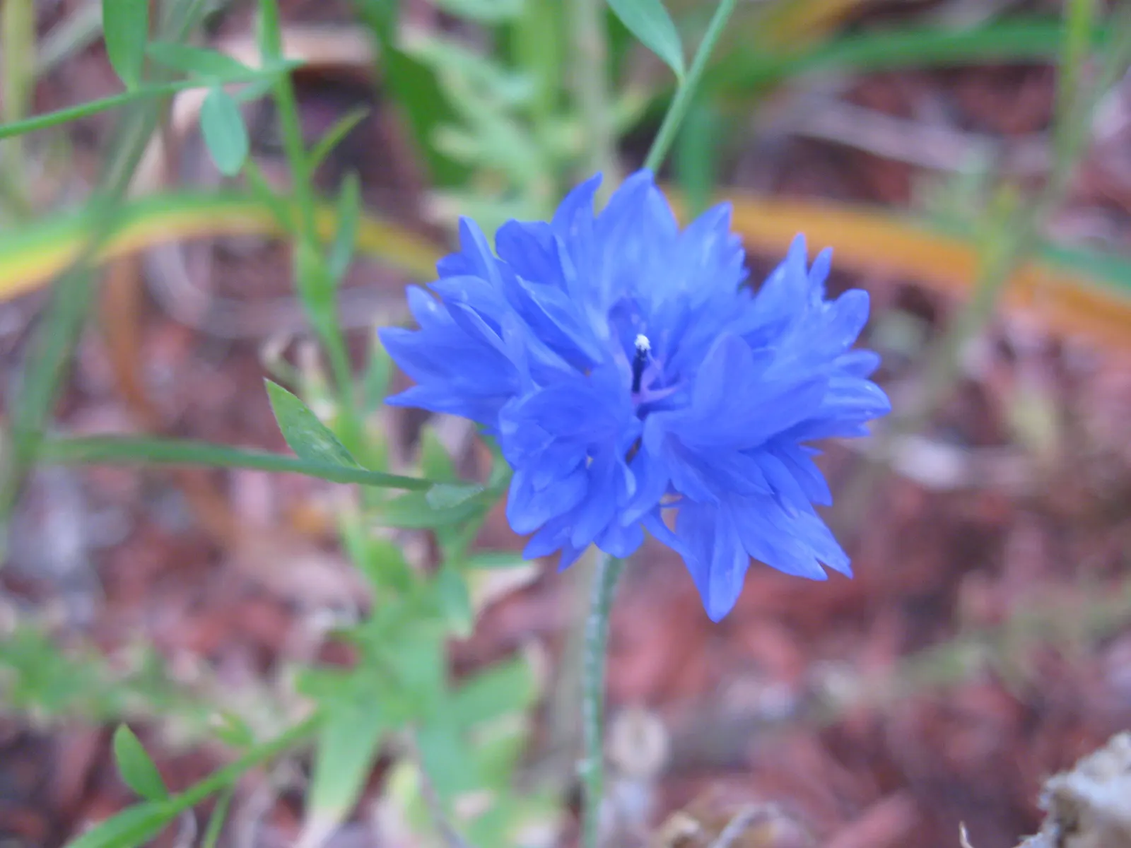 Cornflower, Bachelor's Button (Centaurea Cyanus) — which measure about 1 to 1.5 inches across; annual / shrub with blue blooms, image 108