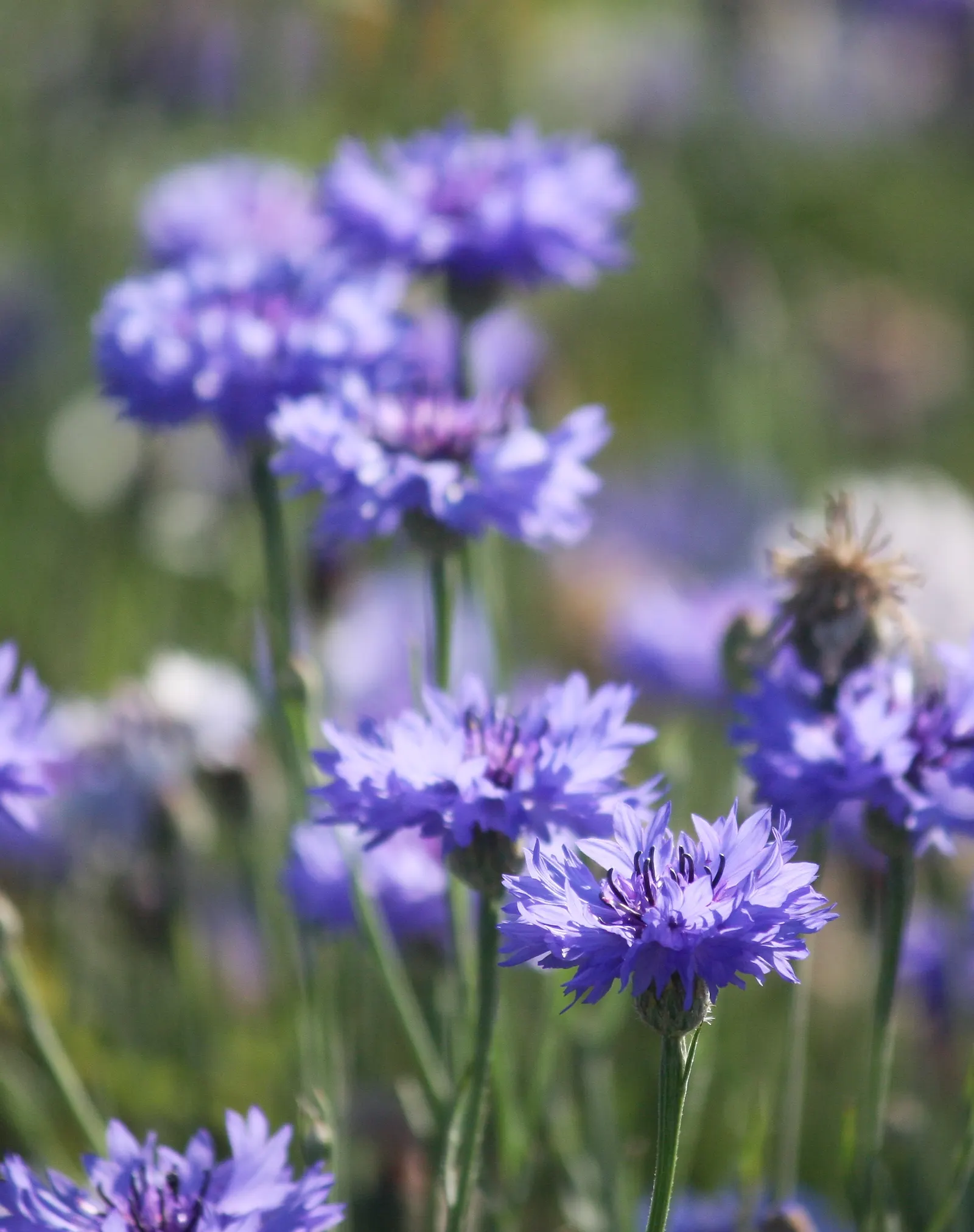 Cornflower, Bachelor's Button (Centaurea Cyanus) — For optimal vitality and blooming; offering a prolonged display of color through the, image 99