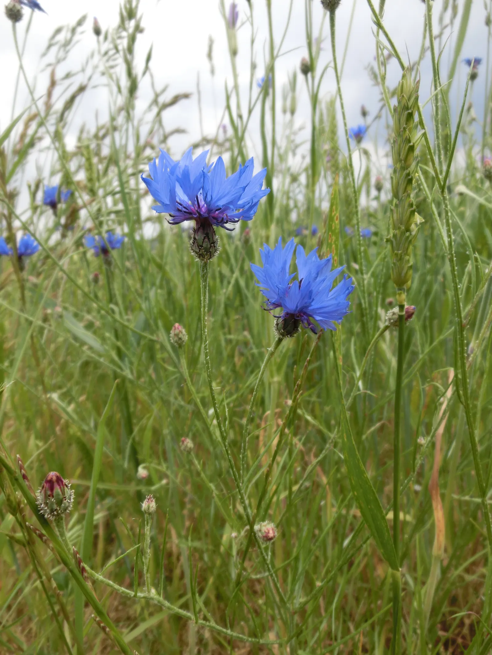 Cornflower, Bachelor's Button (Centaurea Cyanus) — enhancing the biodiversity in a landscape