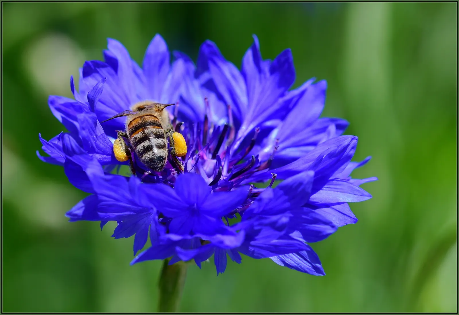 Cornflower, Bachelor's Button (Centaurea Cyanus) — known as Cornflower or Bachelor's Button; which measure about 1 to 1.5 inches across, image 105