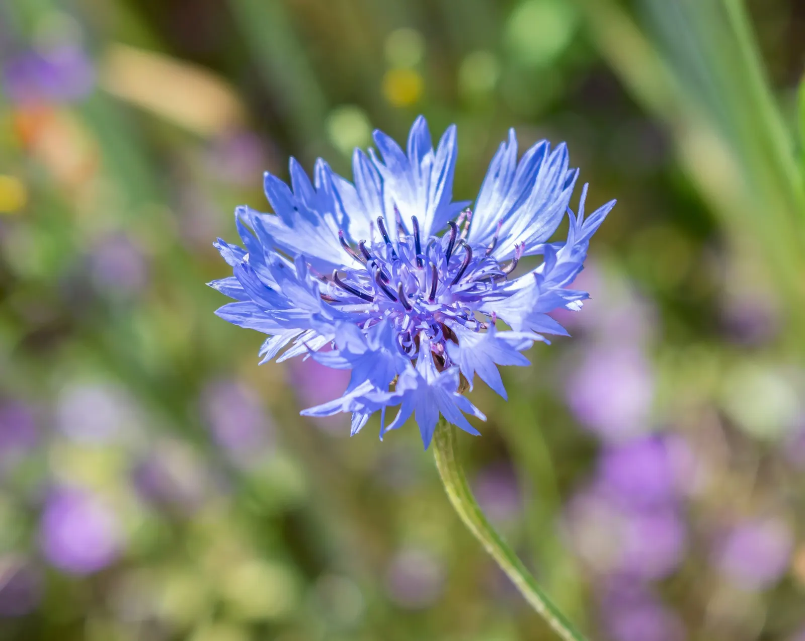Cornflower, Bachelor's Button (Centaurea Cyanus) — Use them to create a quaint cottage garden aesthetic; annual / shrub for full, image 71