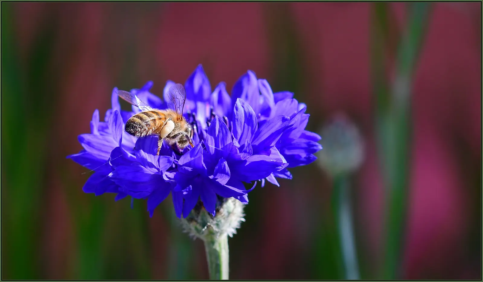 Cornflower, Bachelor's Button (Centaurea Cyanus) — blue flowers in the garden; is a charming annual flowering plant that brings a splash of vibrant, image 102