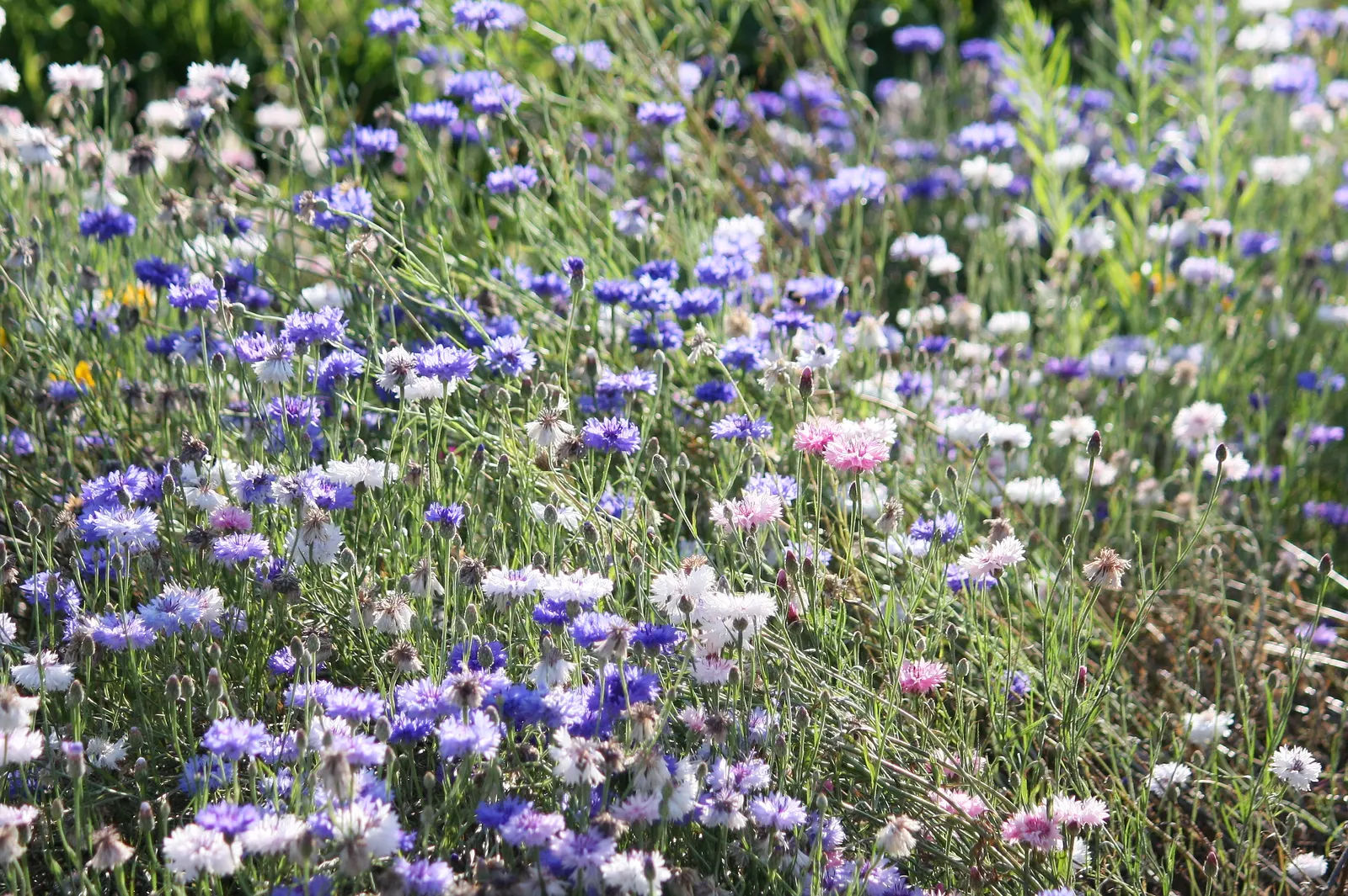 Cornflower, Bachelor's Button (Centaurea Cyanus) — Cornflowers attract pollinators such as bees and butterflies