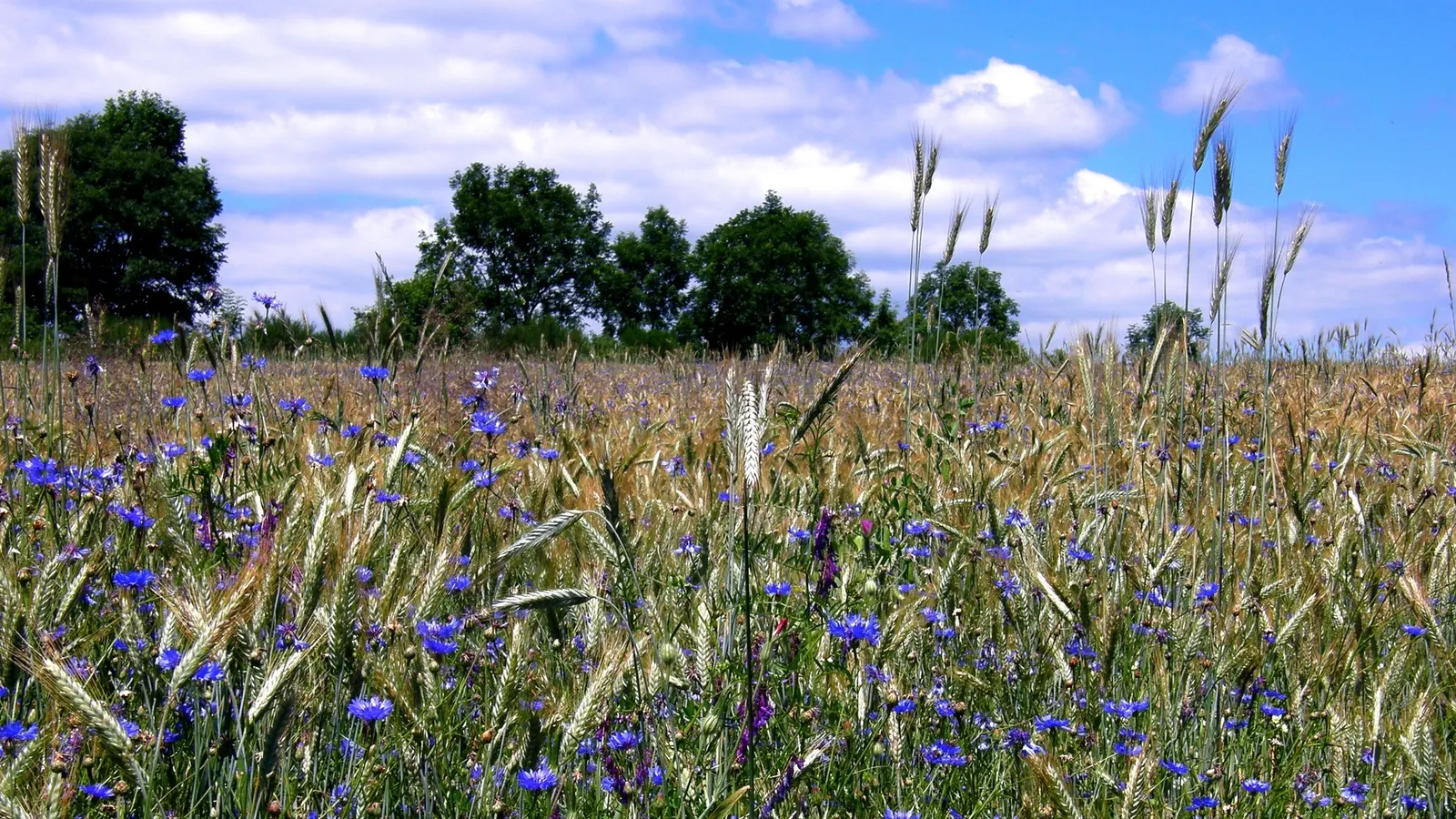Cornflower, Bachelor's Button (Centaurea Cyanus) — It boasts vibrant blue blooms from May to August; enhancing the biodiversity in a landscape