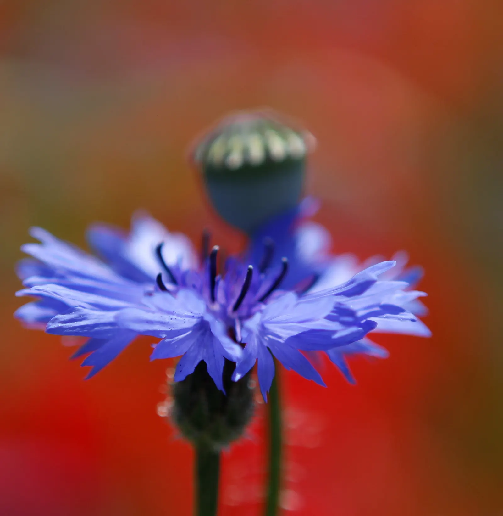 Cornflower, Bachelor's Button (Centaurea Cyanus) — Their gray-green lanceolate leaves provide a subtle backdrop to the showy; deliver consistent moisture