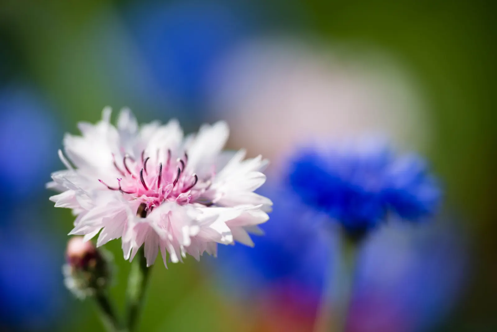 Cornflower, Bachelor's Button (Centaurea Cyanus) — annual / shrub for full; especially during dry periods