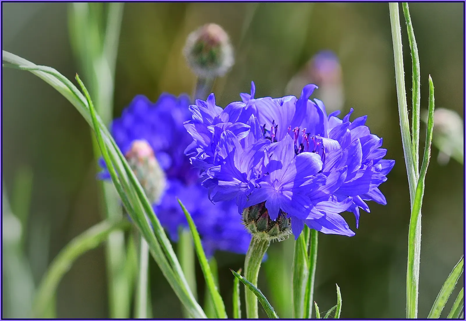 Cornflower, Bachelor's Button (Centaurea Cyanus) — Well-draining soil is essential for optimal growth; accommodating a wide array of climate conditions