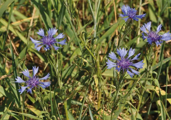 Cornflower, Bachelor's Button (Centaurea Cyanus) — known as Cornflower or Bachelor's Button; which measure about 1 to 1.5 inches across, image 79