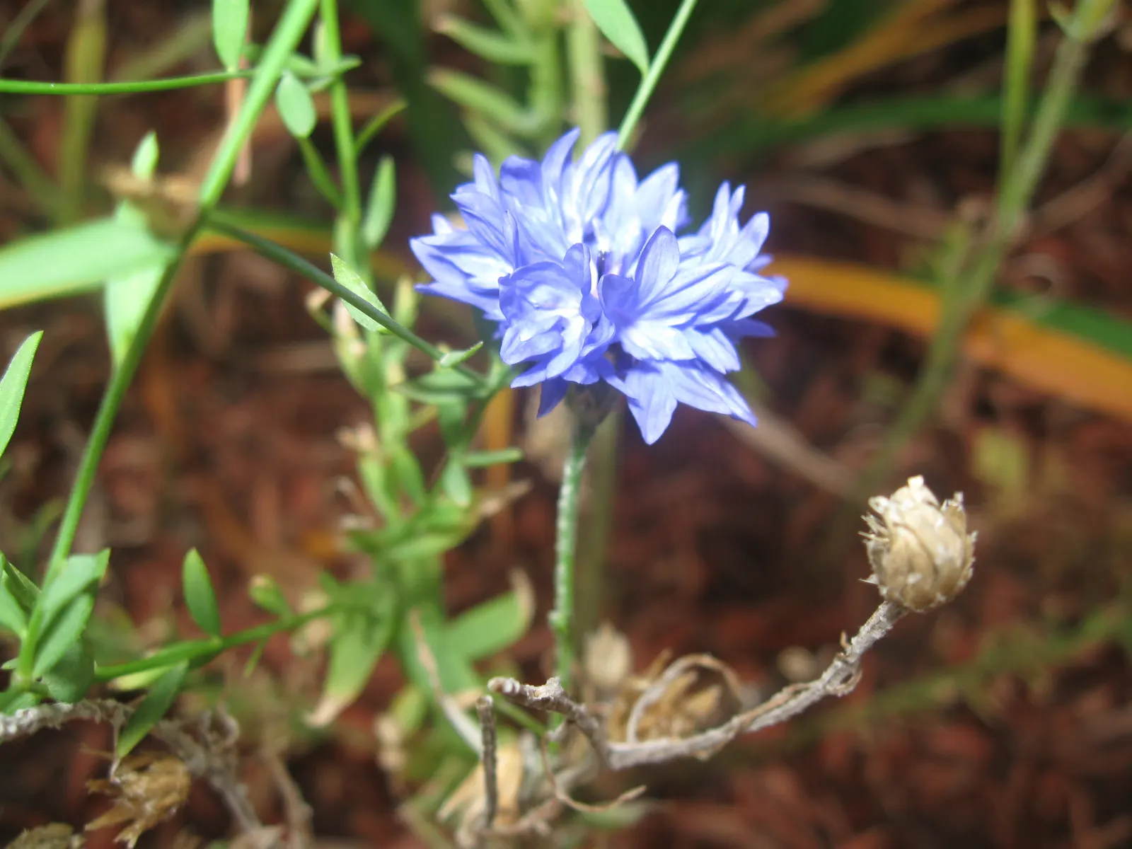 Cornflower, Bachelor's Button (Centaurea Cyanus) — making them ideal for xeriscaping and gardeners seeking low-maintenance options; this drought-tolerant