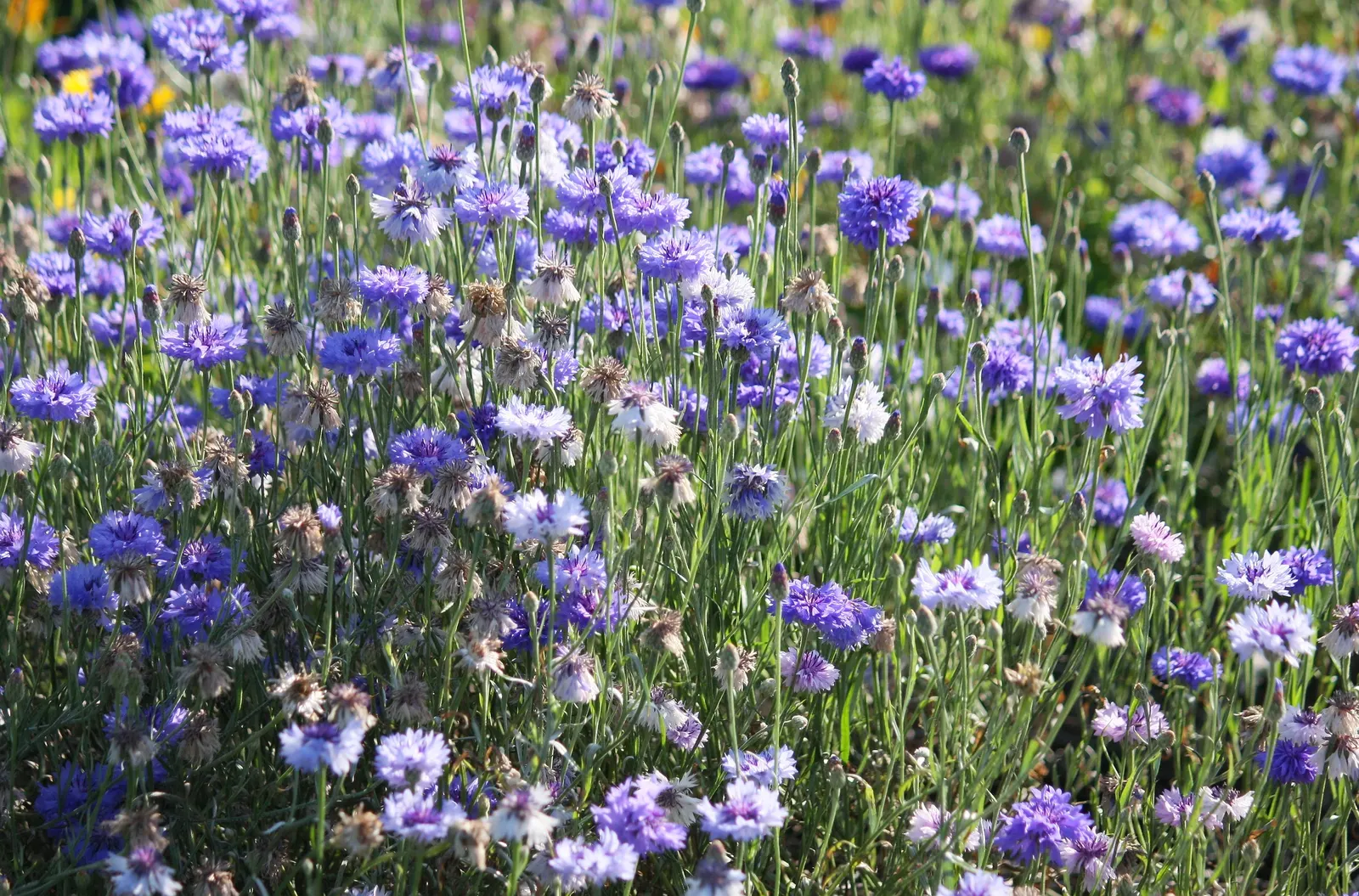 Cornflower, Bachelor's Button (Centaurea Cyanus) — deliver consistent moisture; for optimal vitality and blooming, image 100