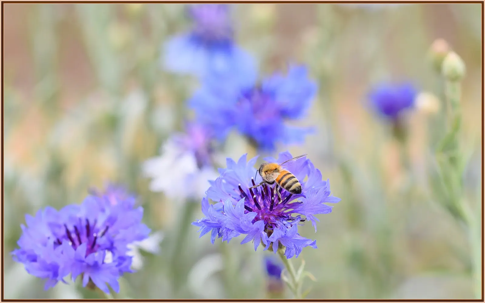 Cornflower, Bachelor's Button (Centaurea Cyanus) — For optimal vitality and blooming