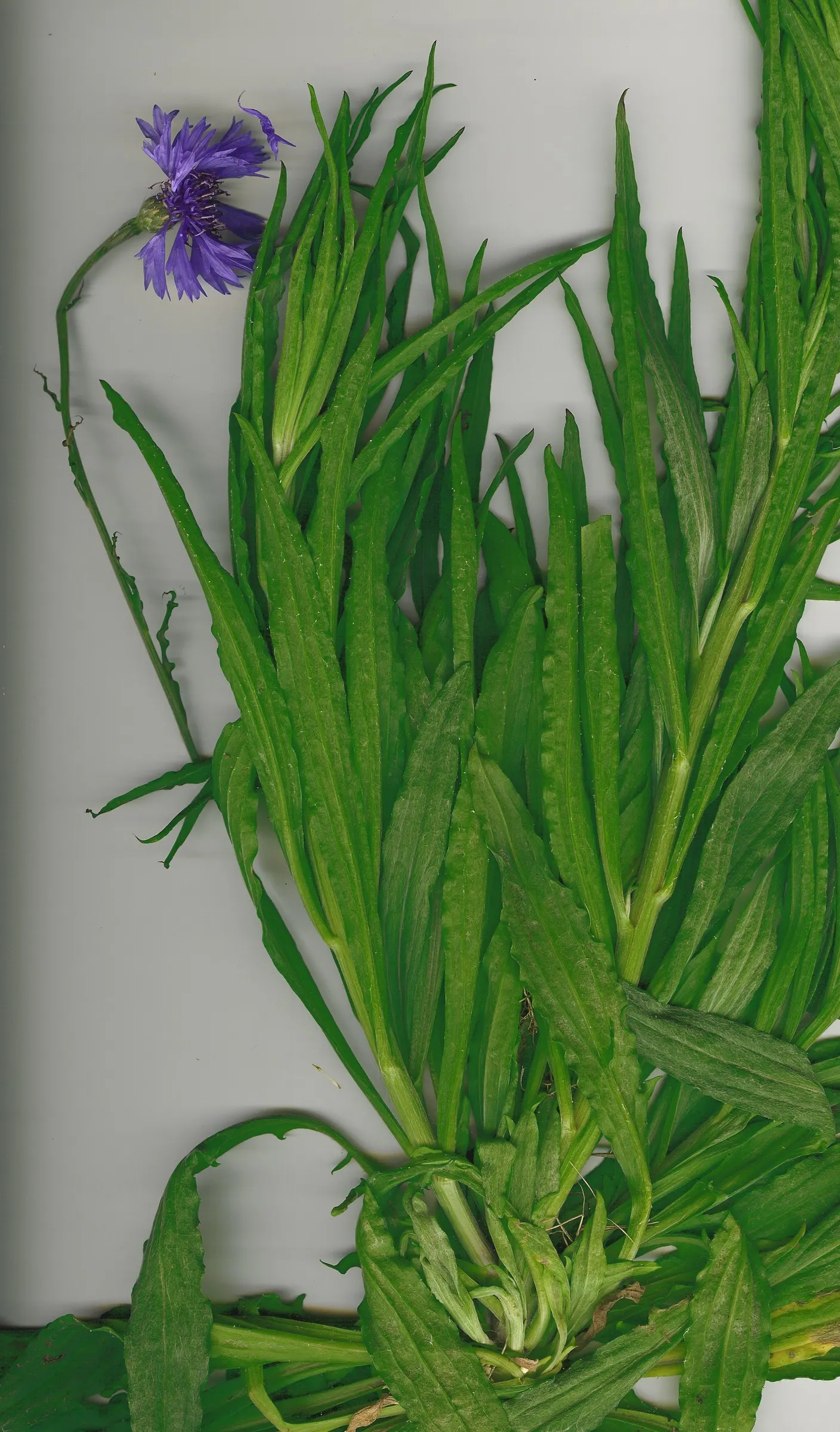 Cornflower, Bachelor's Button (Centaurea Cyanus) — These blooms appear in late spring to summer; making them suitable for a variety of garden settings