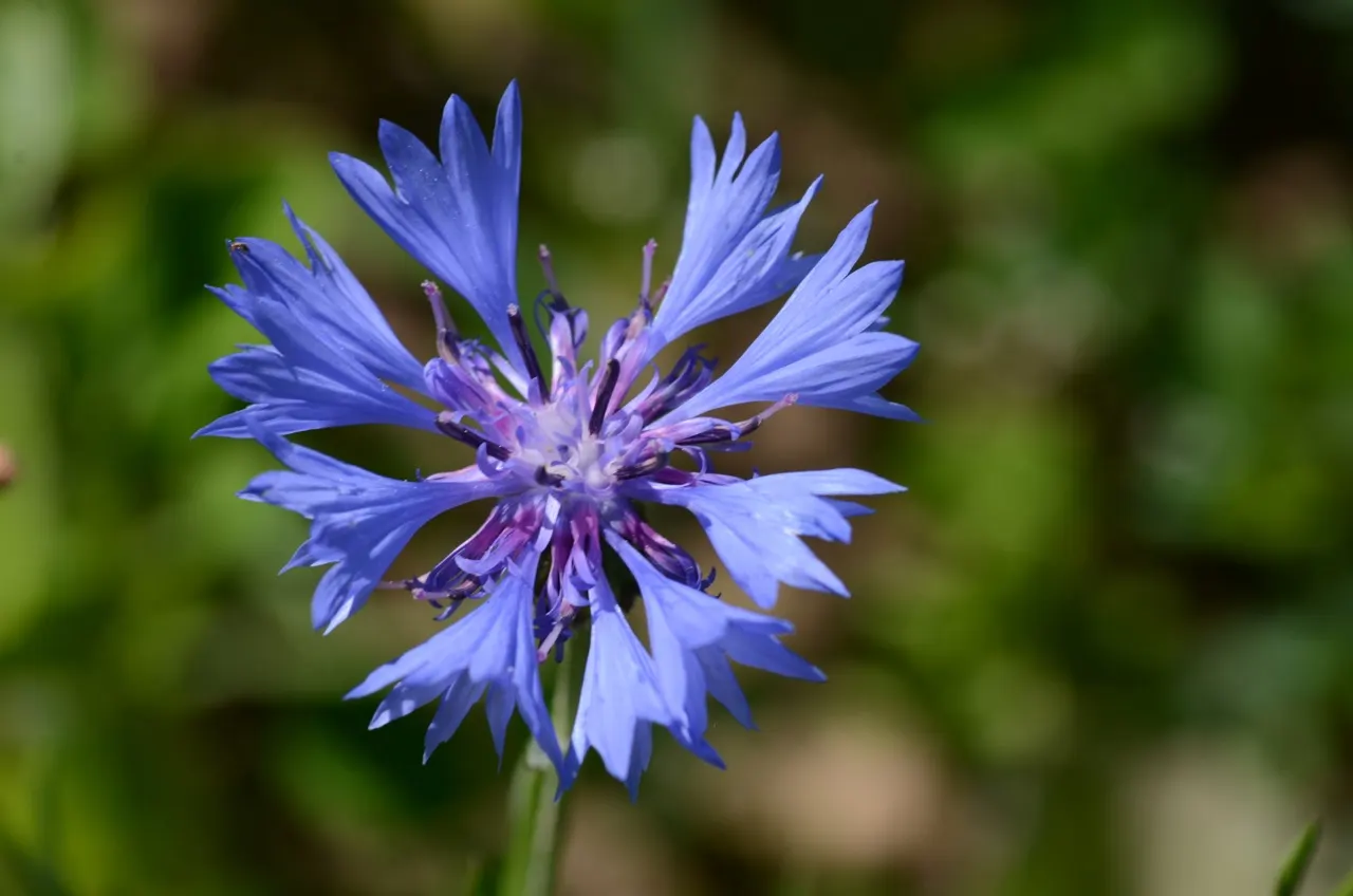 Cornflower, Bachelor's Button (Centaurea Cyanus) — making them ideal for xeriscaping and gardeners seeking low-maintenance options; this, image 94