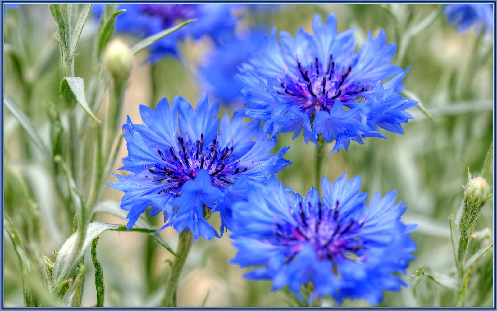 Cornflower, Bachelor's Button (Centaurea Cyanus) — annual / shrub for full