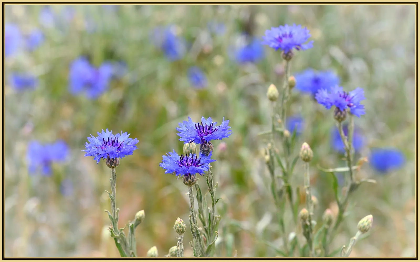 Cornflower, Bachelor's Button (Centaurea Cyanus) — This drought-tolerant species attracts pollinators with its nectar-rich flowers; making it ideal, image 109