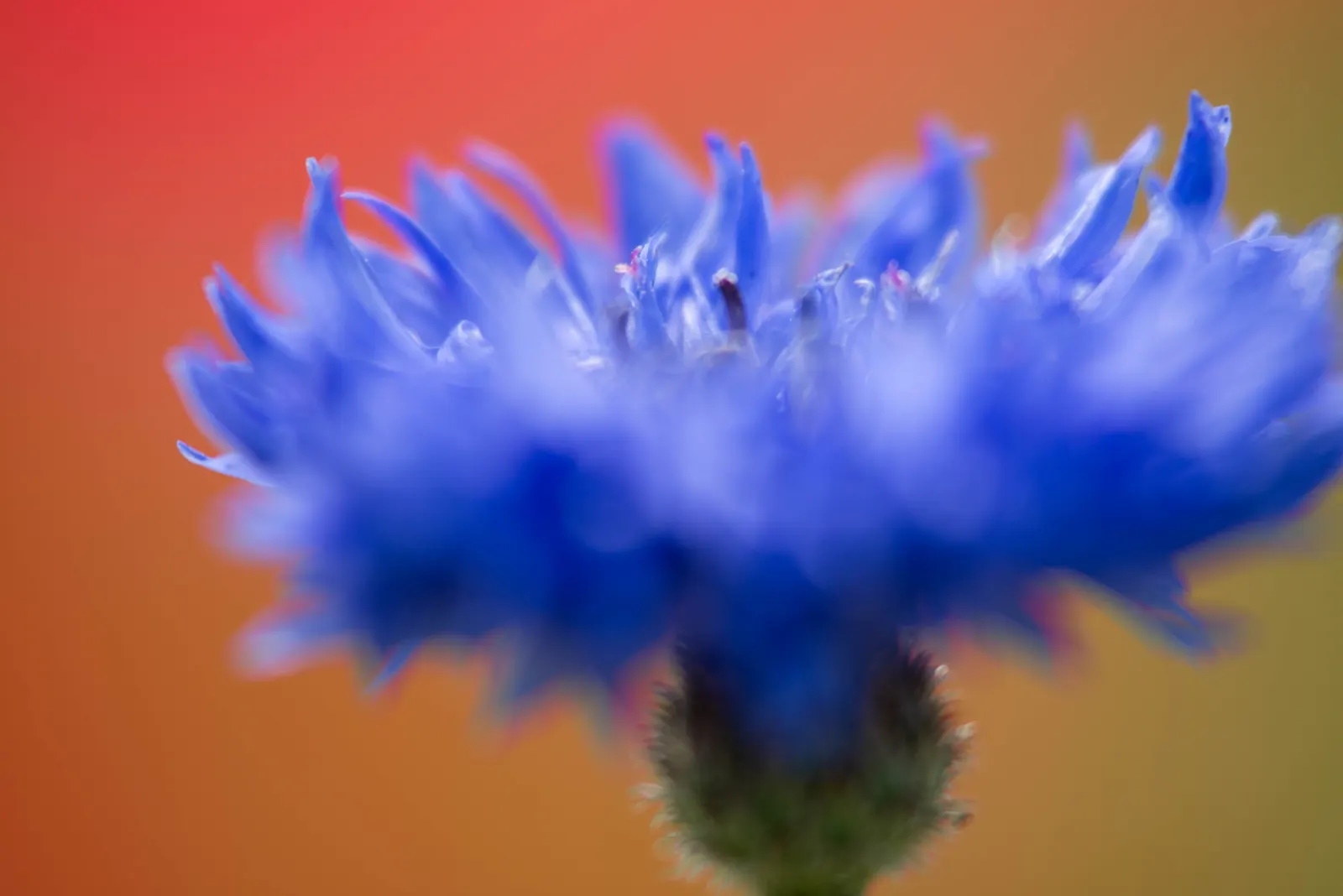 Cornflower, Bachelor's Button (Centaurea Cyanus) — Use them to create a quaint cottage garden aesthetic; annual / shrub for full, image 97