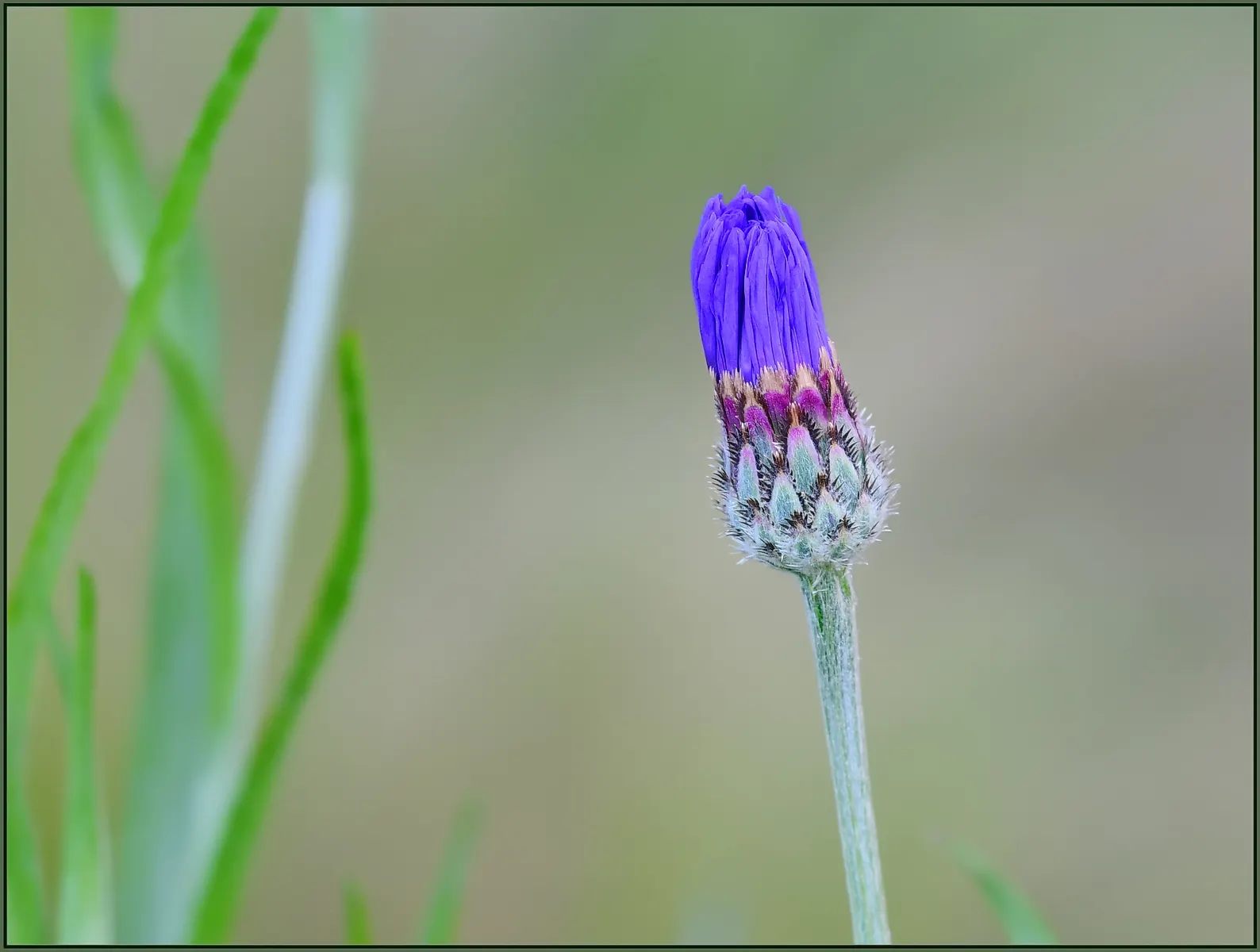 Cornflower, Bachelor's Button (Centaurea Cyanus) — accommodating a wide array of climate conditions; well-draining soil is essential for optimal, image 98
