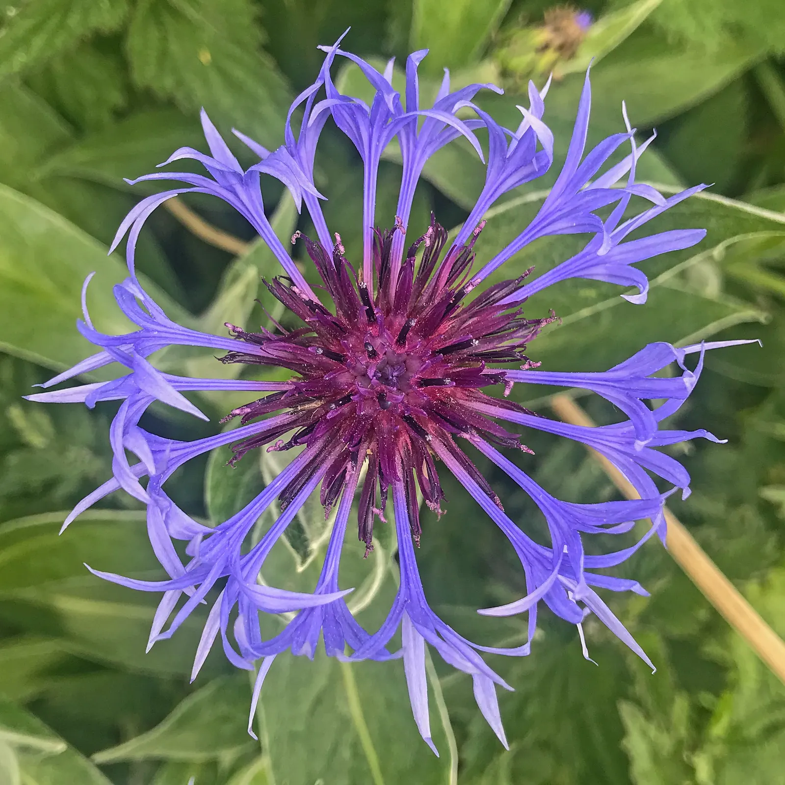 Cornflower, Bachelor's Button (Centaurea Cyanus) — which measure about 1 to 1.5 inches across; annual / shrub with blue blooms