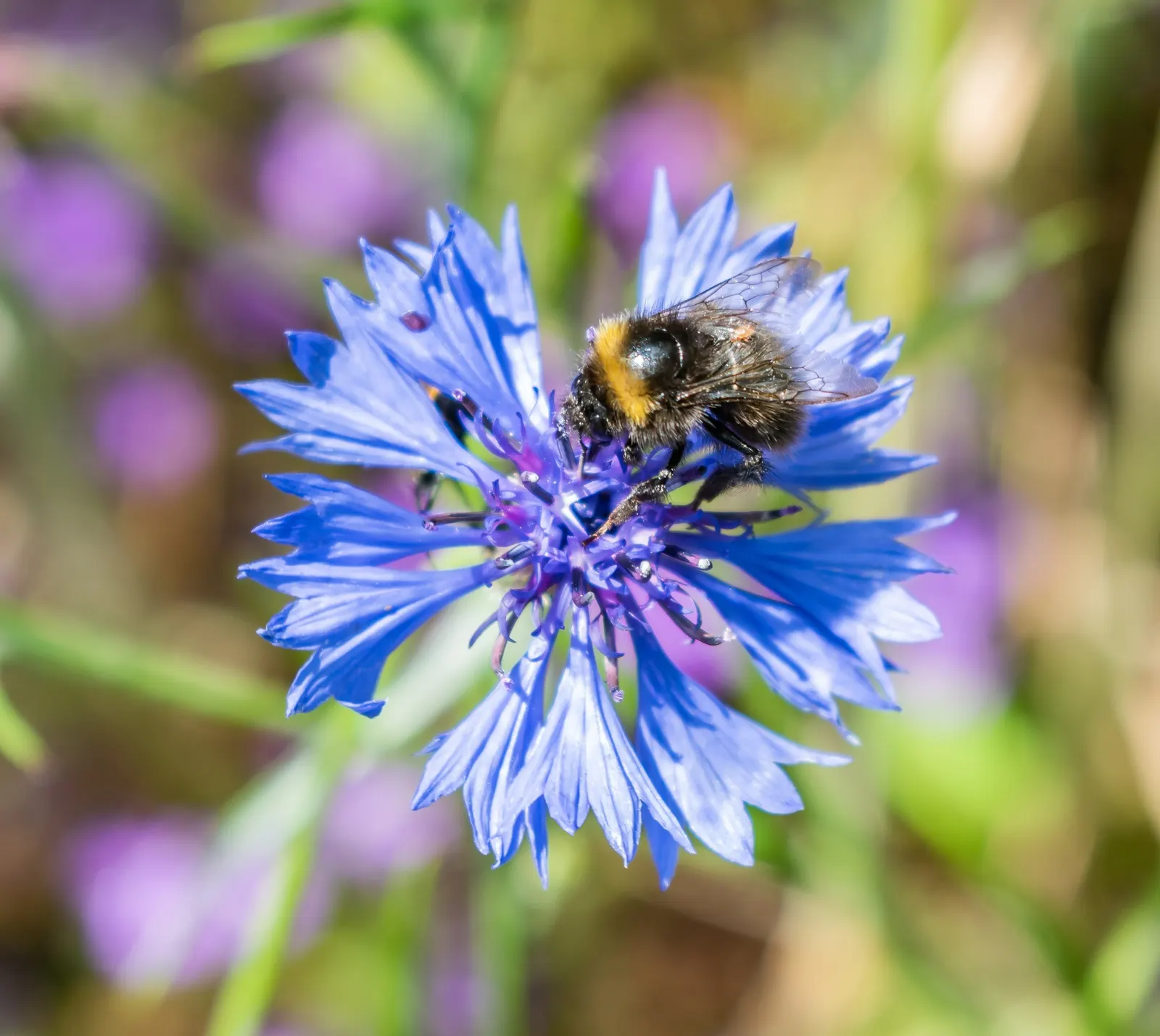 Cornflower, Bachelor's Button (Centaurea Cyanus) — enhancing the biodiversity in a landscape; use them to create a quaint cottage garden aesthetic, image 70