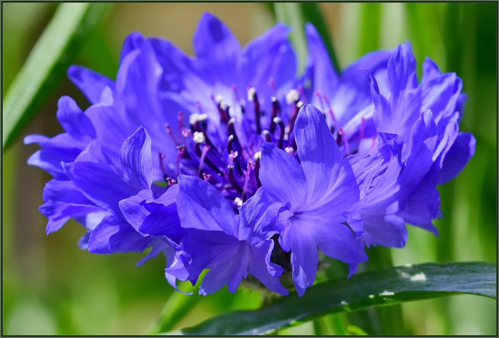 Cornflower, Bachelor's Button (Centaurea Cyanus) — This drought-tolerant species attracts pollinators with its nectar-rich flowers; making it ideal, image 57