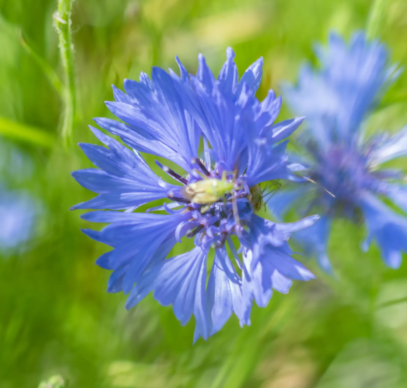 Cornflower, Bachelor's Button (Centaurea Cyanus) — enhancing the biodiversity in a landscape; use them to create a quaint cottage garden aesthetic, image 96