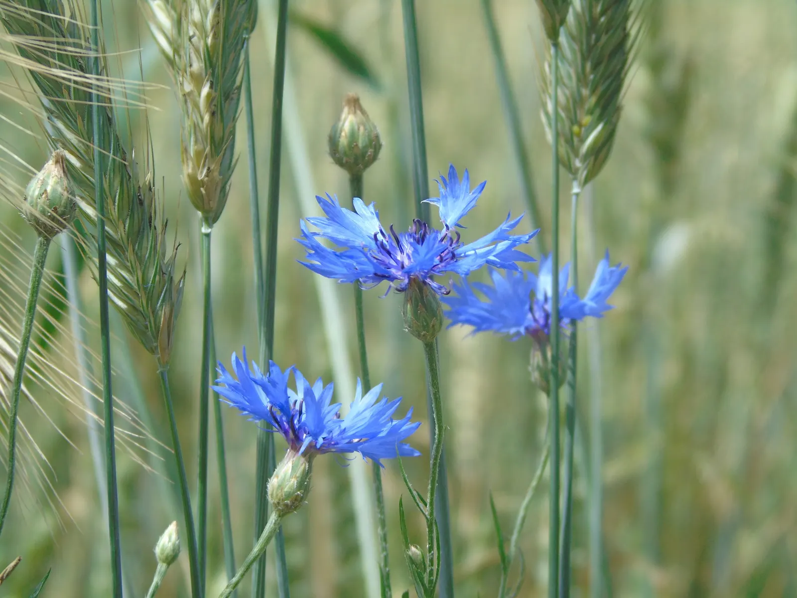 Cornflower, Bachelor's Button (Centaurea Cyanus) — annual / shrub with blue blooms; making them ideal for xeriscaping and gardeners seeking low-maintenance