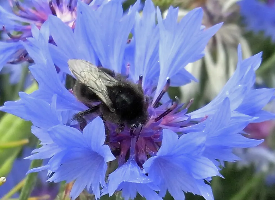 Cornflower, Bachelor's Button (Centaurea Cyanus) — making it ideal for meadows and informal garden settings; these blooms appear in late spring to summer